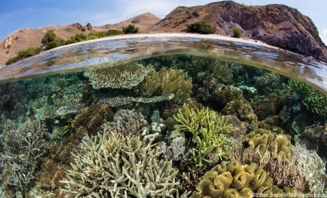 サンゴ礁の水中風景