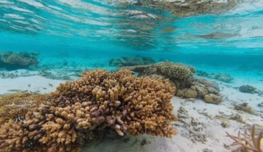 マレーシアサンゴ礁のカイアシ類の季節変化