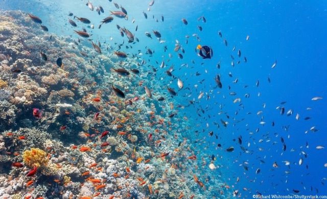 ワタクシのサンゴ礁の研究 サンゴ礁と深海の研究