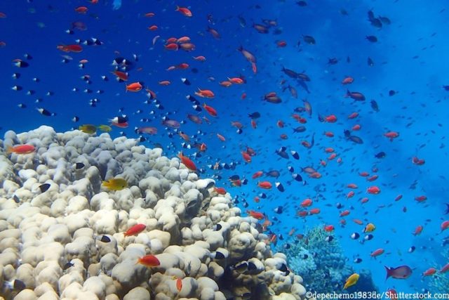 サンゴとサンゴ礁 入門編 サンゴ礁と深海の研究