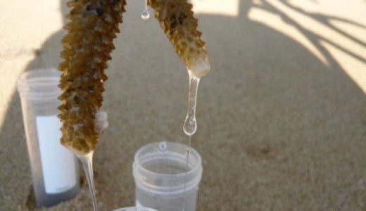 サンゴ粘液の役割とは？（入門編）