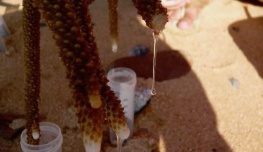 サンゴ粘液からスタートする微生物食物網