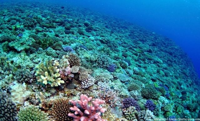 サンゴ礁の動物プランクトンの食物構造 サンゴ礁と深海の研究